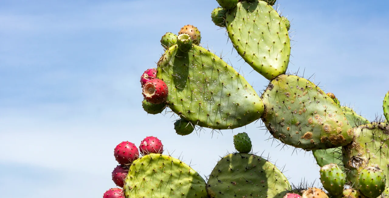 Prickly pear cactus. Photo: Shutterstock / Luis Echeverri Urrea