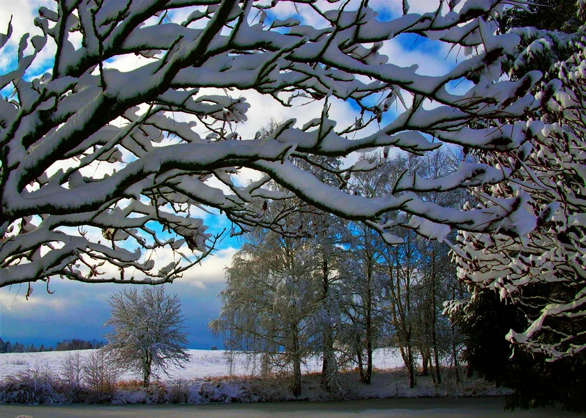 Winter view from Pearl's study. Photo: Pearl Harris