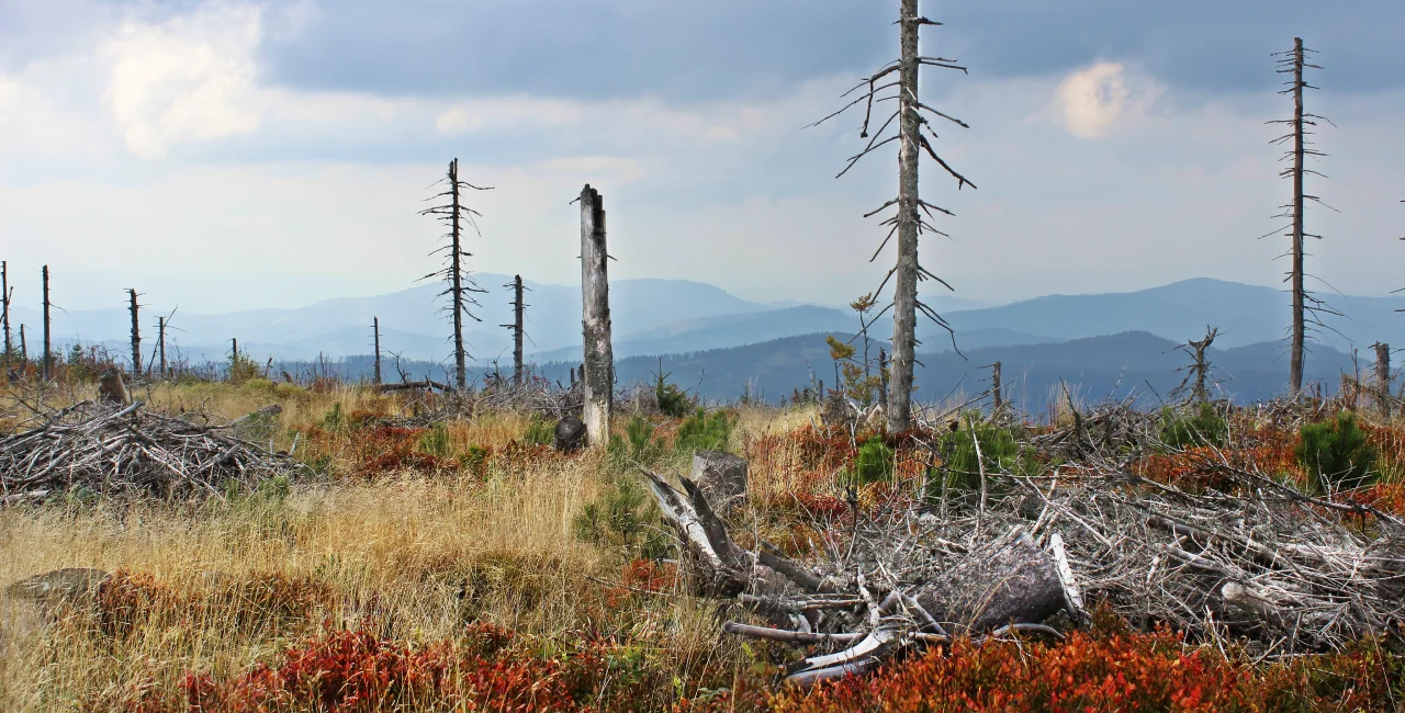 Bark beetle infestation in the Beskydy mountains. Shutterstock by kundo