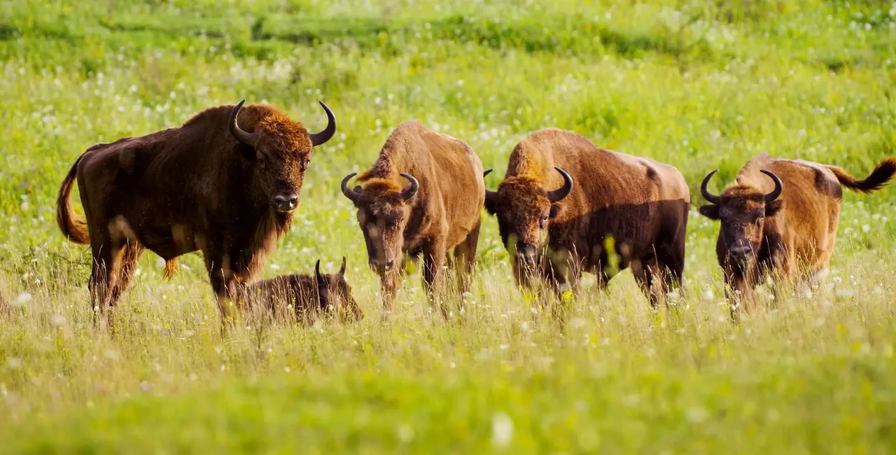 Bison in the Milovice reserve. Photo: Visit Czechia