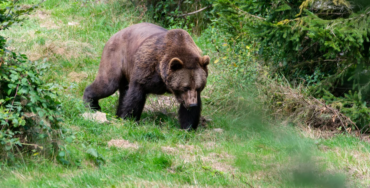 Brown bear in Šumava. Photo: Shutterstock / Jan Pokluda