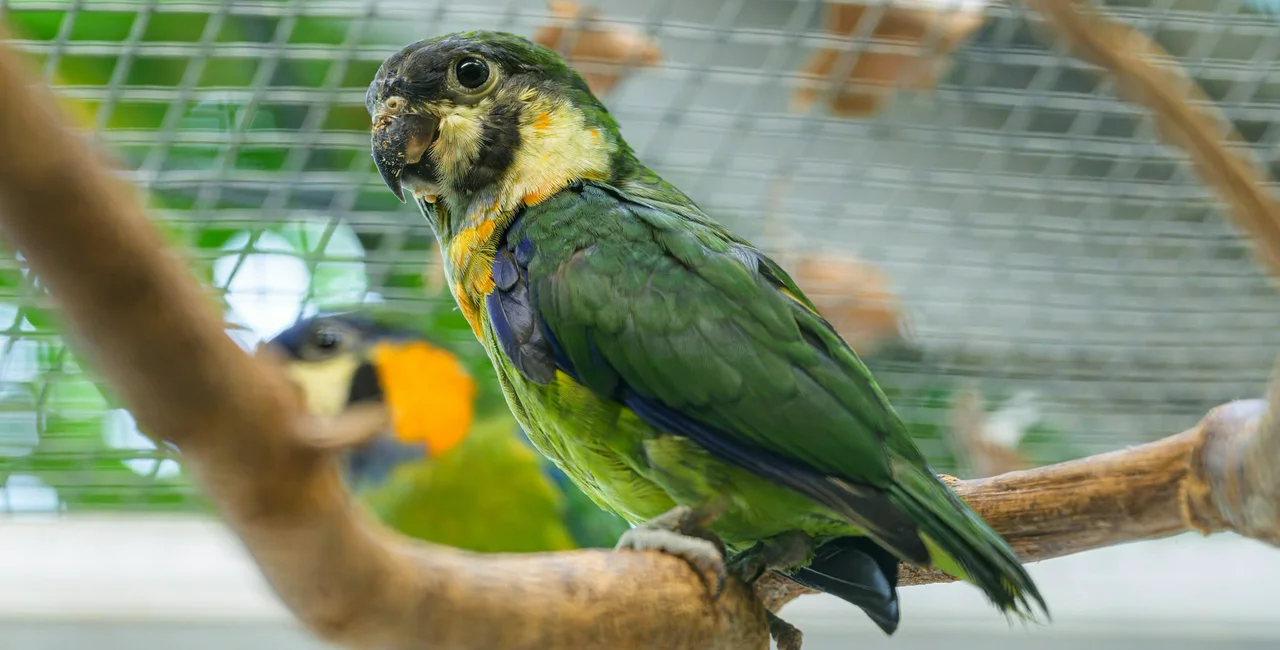 Prague Zoo celebrates historic first with rare baby parrot