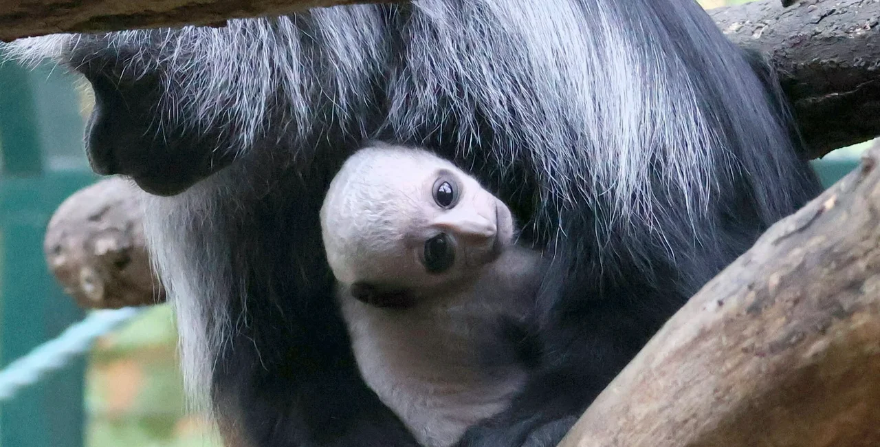 Facebook / Zoologická zahrada Hodonín