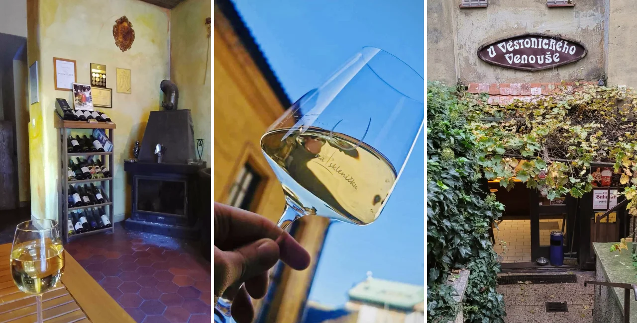 Vinotéka Pálava, Na skleničku, U Věstonického Venouše
