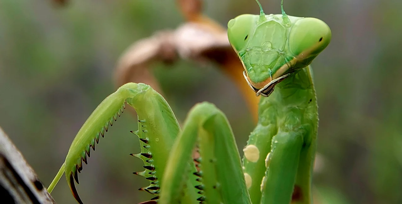 Praying mantis. Photo: Shutterstock / Radiasi