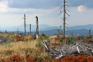 Revenge of the beetle: Year of drought spells disaster for Czech forests