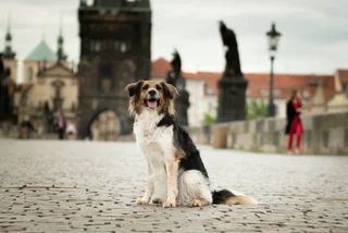 Prague ranks among Europe’s top 10 most dog-friendly cities in new list