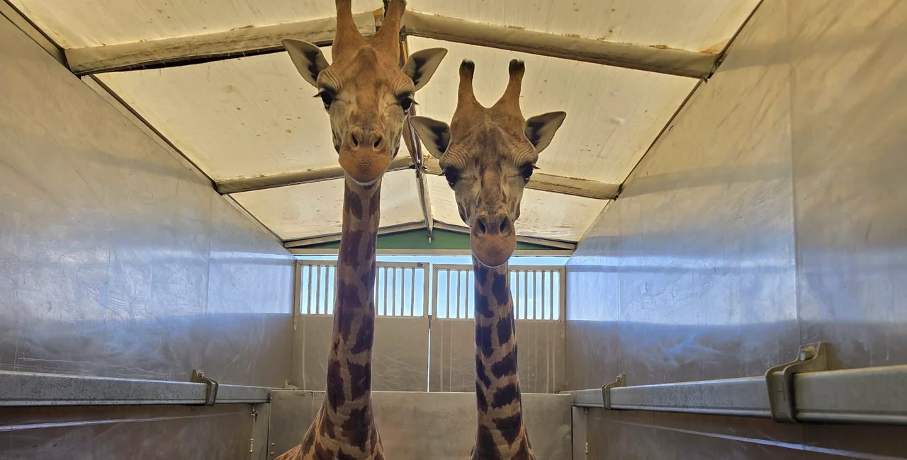 Facebook / Zoo Olomouc