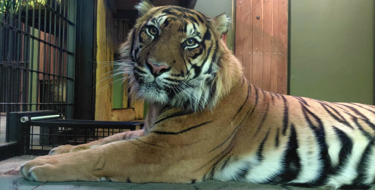Facebook / Zoo Brno