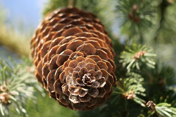 Close up of a pine cone