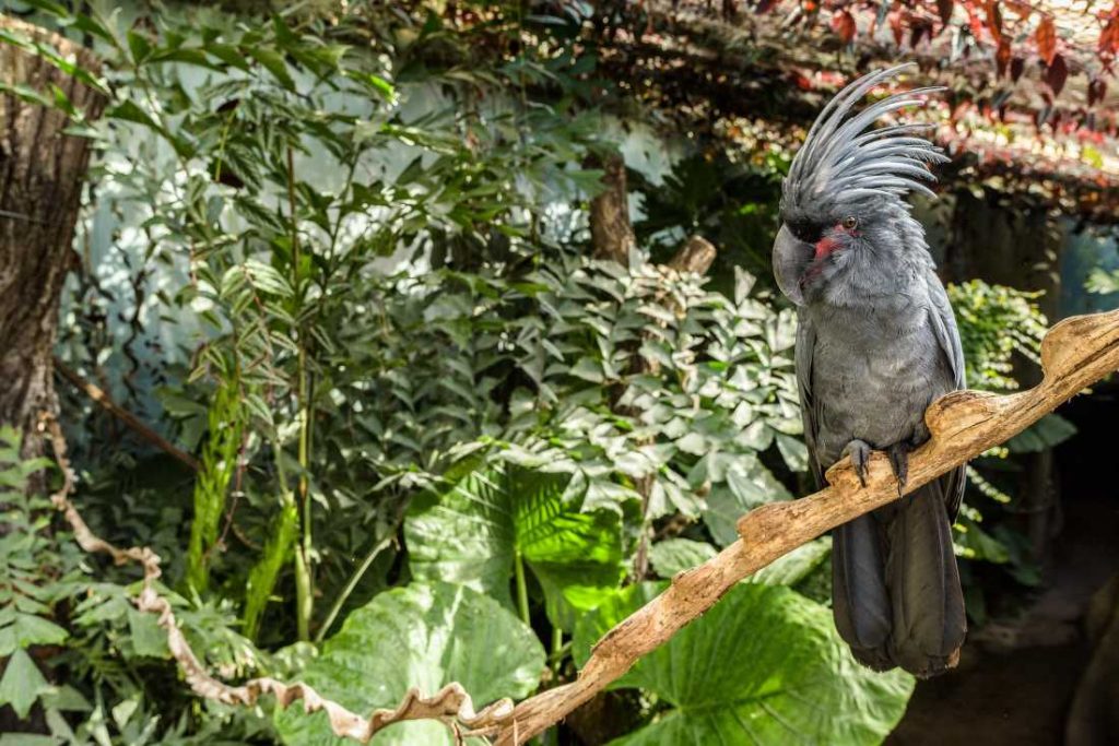 Palm cockatoo