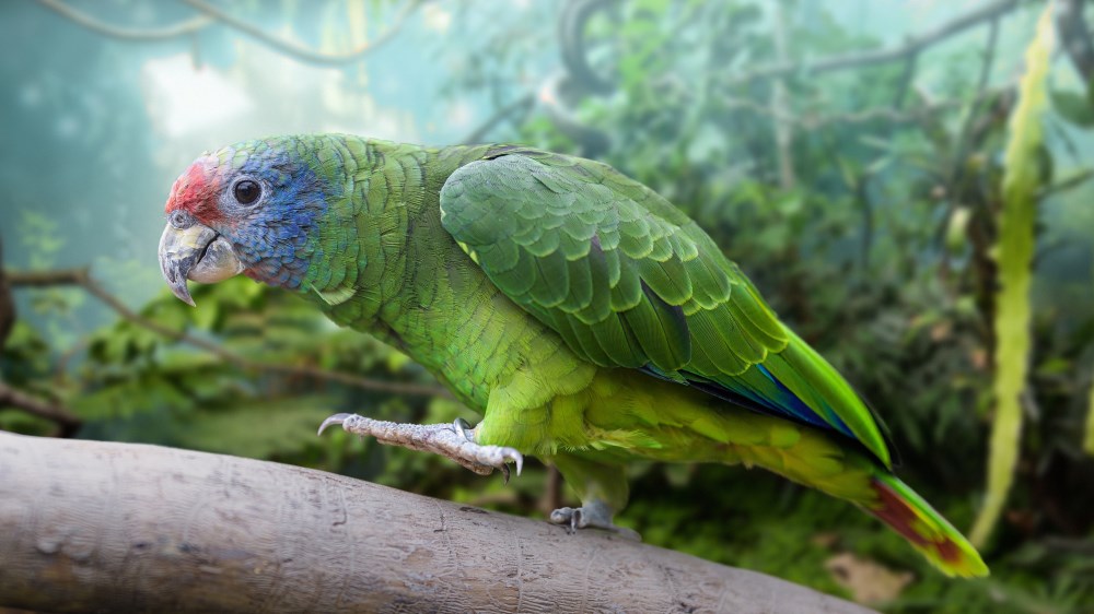 red tailed amazon