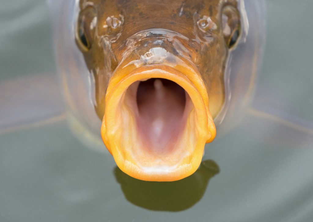 European carp with open mouth