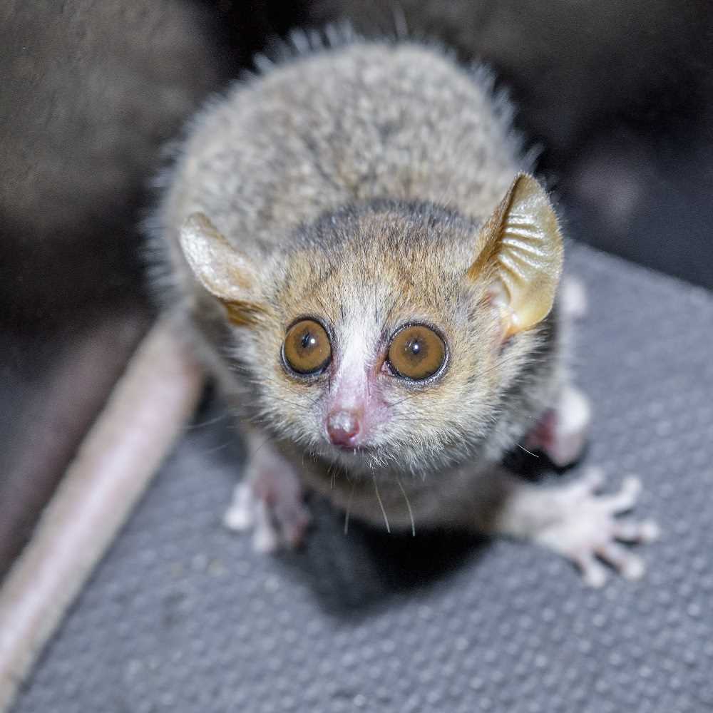 Ganzhorn's mouse lemur