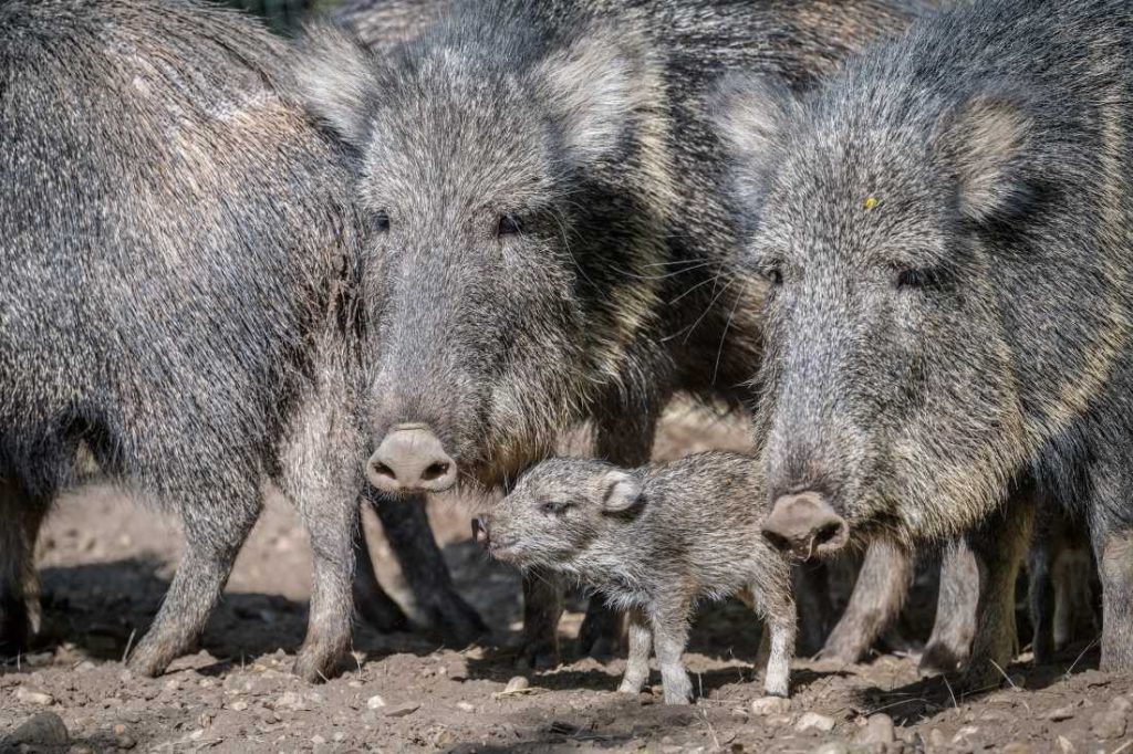 wagner's peccary