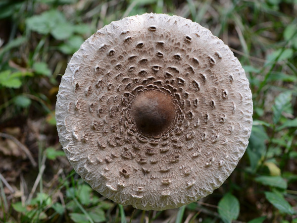 The Parasol mushroom, or Bedla vysoká. (Photo: Böhringer Friedrich/ CC BY-SA 3.0 AT)