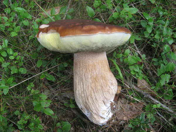 A Boletus edulis mushroom, or Hřib smrkový. (Photo: Wikimedia Commons/Dezidor)